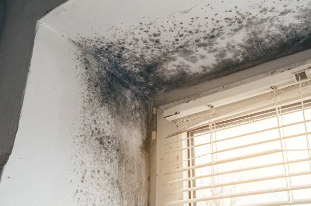 Affordable Mold Cleanup solutions in Port Republic, MD